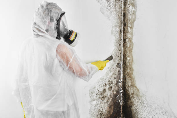 Best Emergency Mold Remediation  in Nicollet, MN